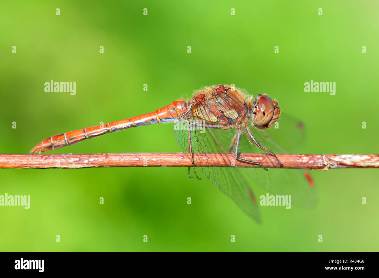 Vagrant darter - sympetrum vulgatum Foto Stock