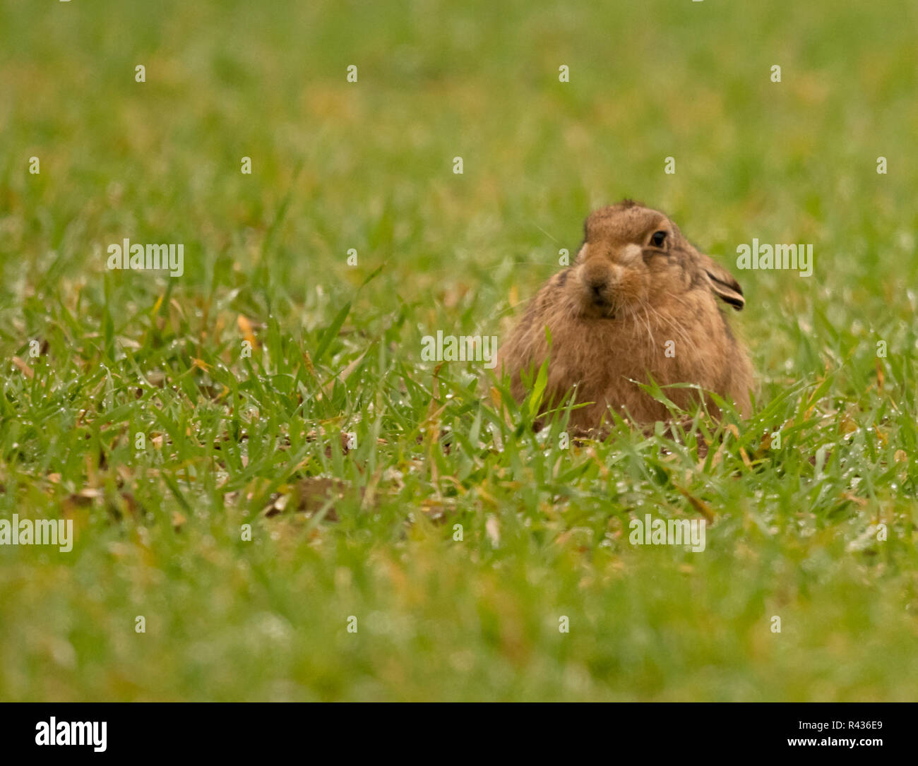 Un marrone lepre (Lepus europaeus) giacenti in un campo durante una doccia a pioggia, Norfolk Foto Stock