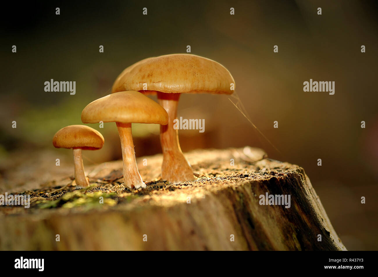 funghi Foto Stock