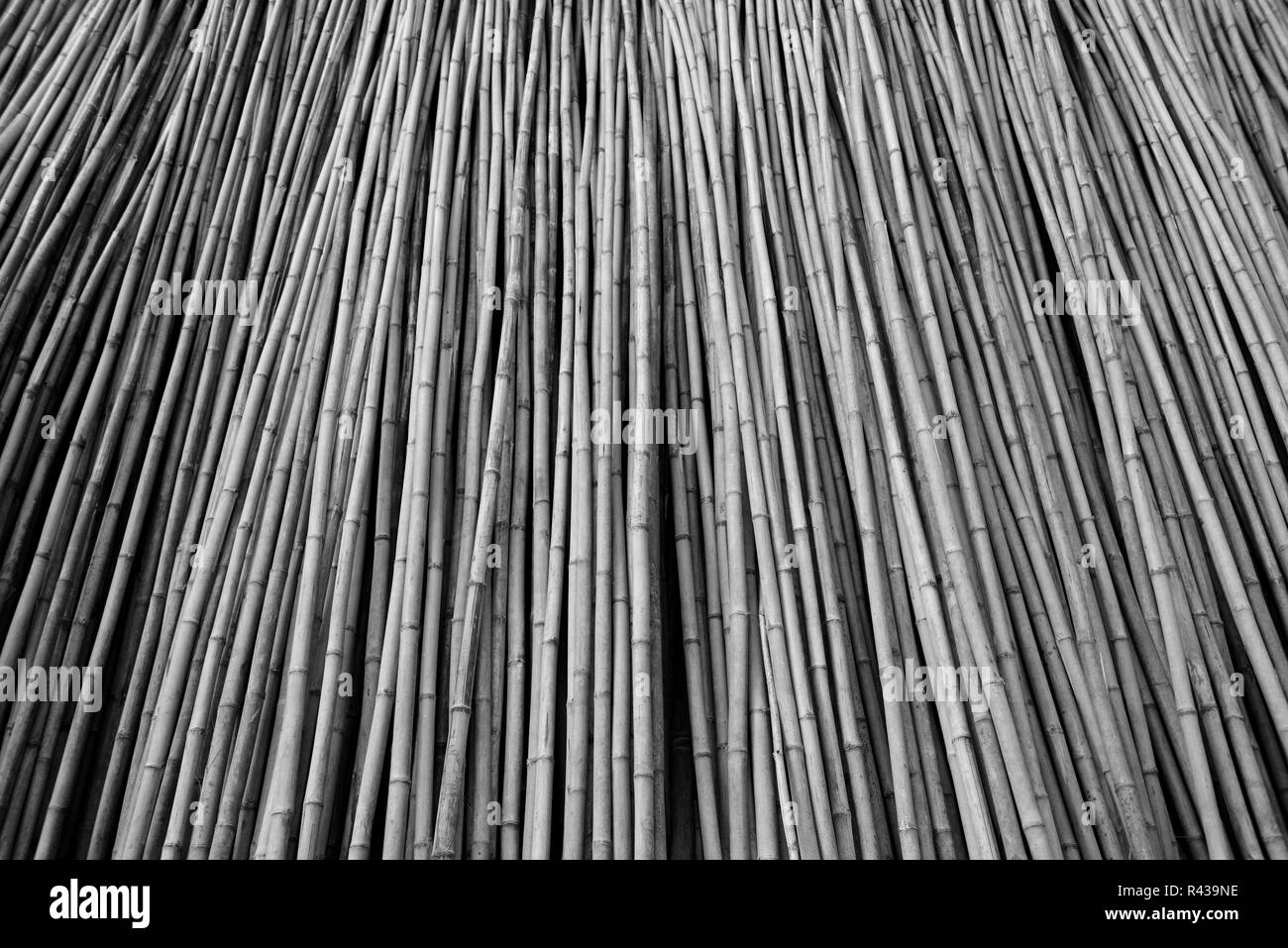 Gruppo di taglio lungo gli steli di bambù in posizione verticale e utilizzati per la produzione di scale e ponteggi a Jaipur, Rajasthan, India. Foto Stock