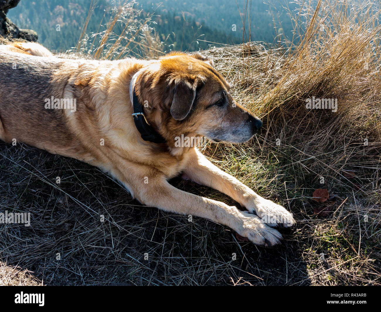 Un vecchio cane in montagna Foto Stock
