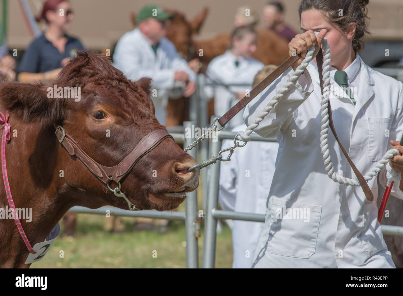 Mostra dell'agricoltura. Aylsham. Agosto lunedì festivo. Blickling. Norfolk. Redpoll Campione femmina essendo led intorno all'anello mediante una femmina young​ agricoltore. Foto Stock