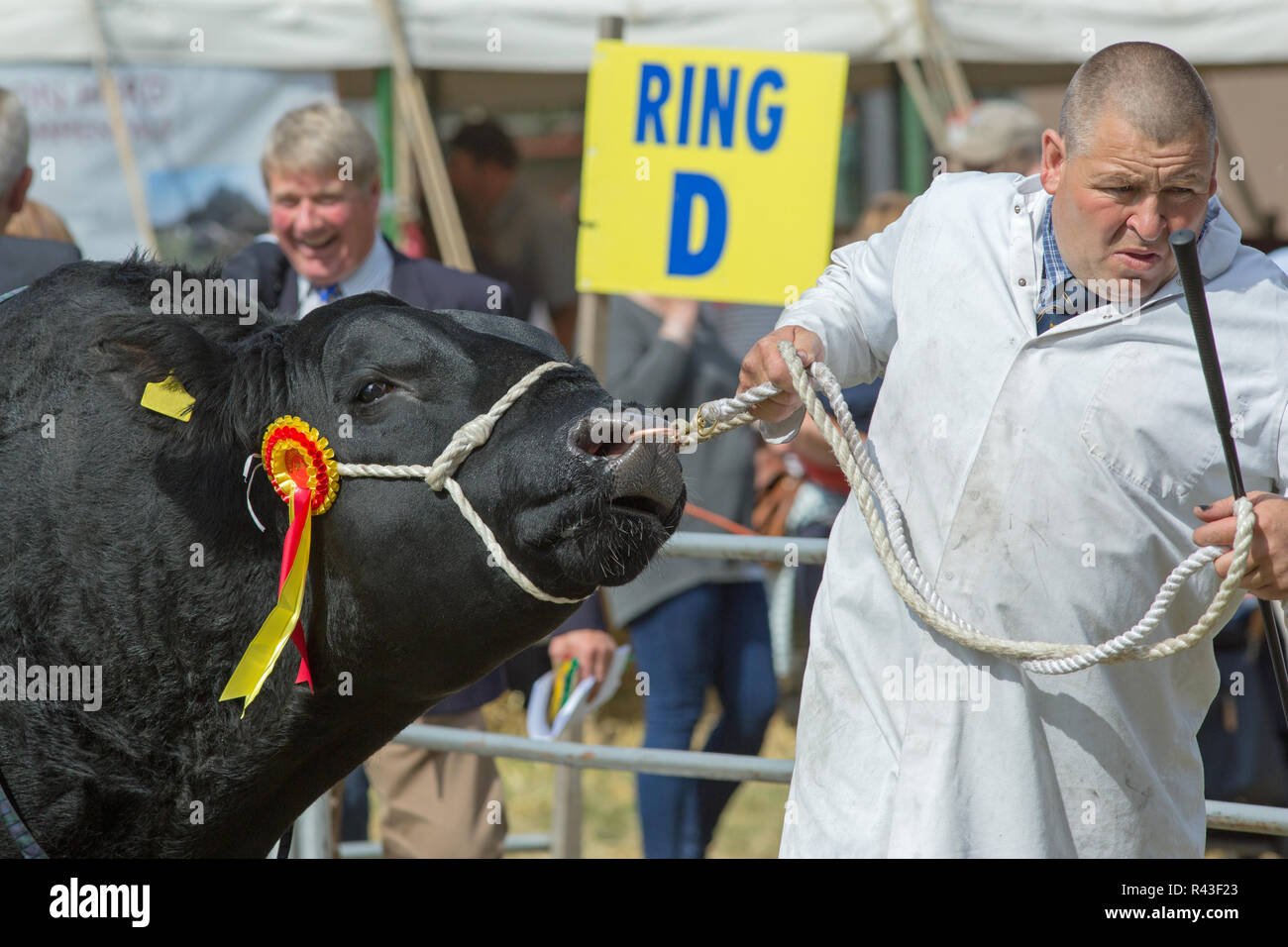 Mostra dell'agricoltura. Aylsham. Agosto lunedì festivo. Blickling. Norfolk. Aberdeen Angus bull, carni bovine razza, Campione del bestiame essendo led intorno alla mostra anello mediante una ​stockman. Foto Stock