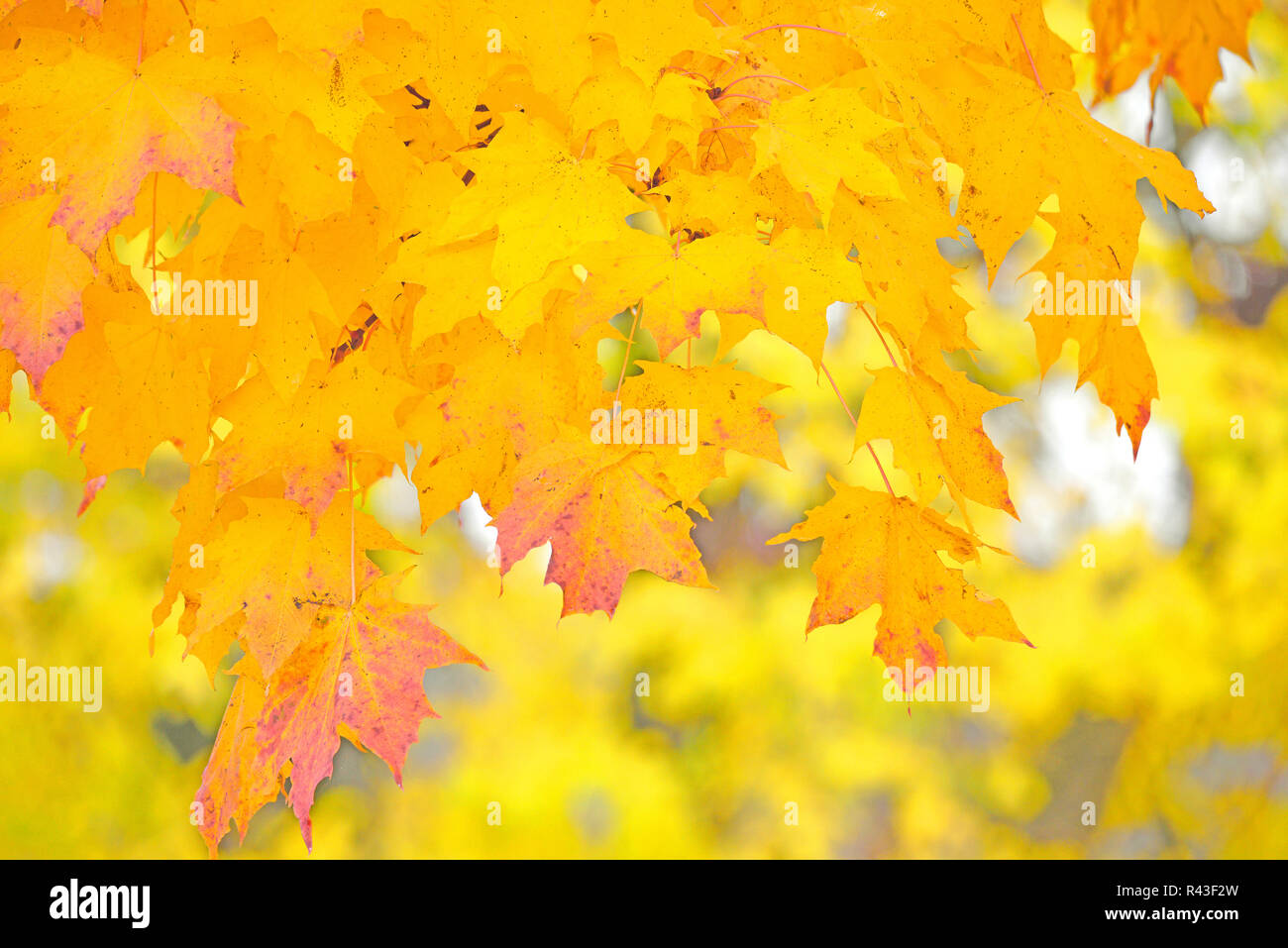 Foglie di autunno su un acero in lipperland Foto Stock