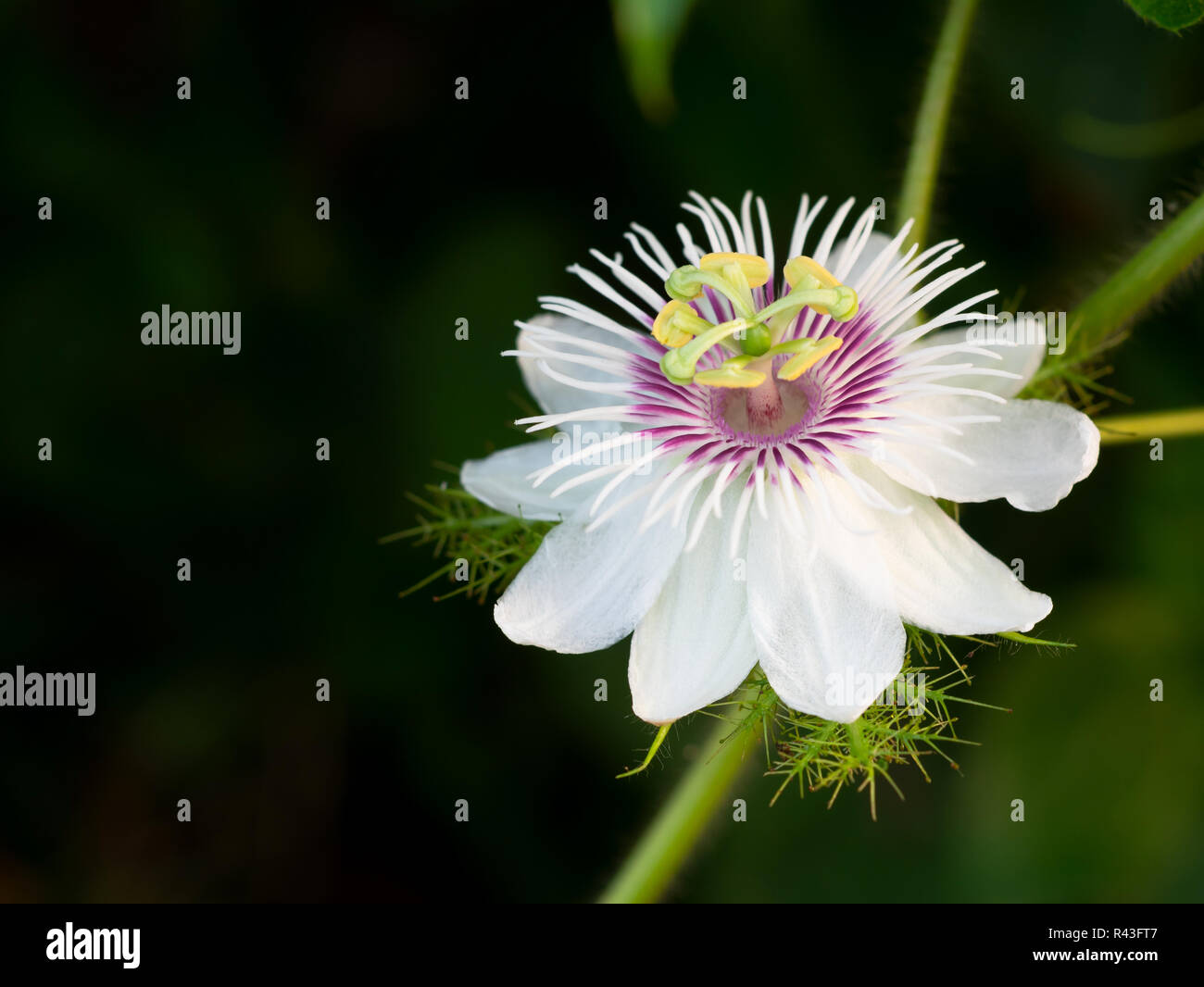 Passiflora foetida L. hanno il beta-carotene aiuta a prevenire il cancro. E la malattia di cuore è alta in fibra di alimenti. Foto Stock
