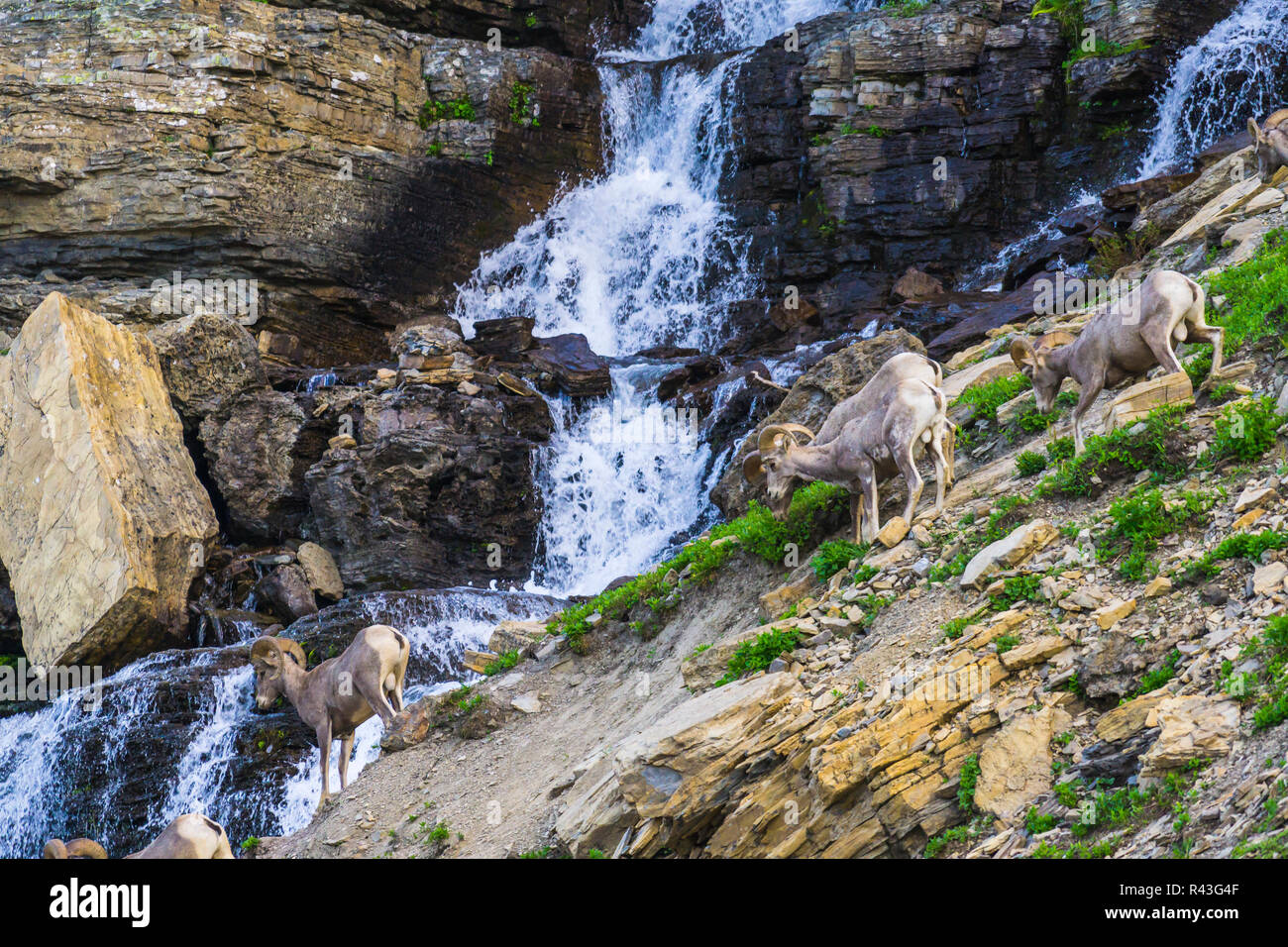 Gruppo di Big Horn pecore presso il Glacier National Park,Montana,Stati Uniti d'America. Foto Stock