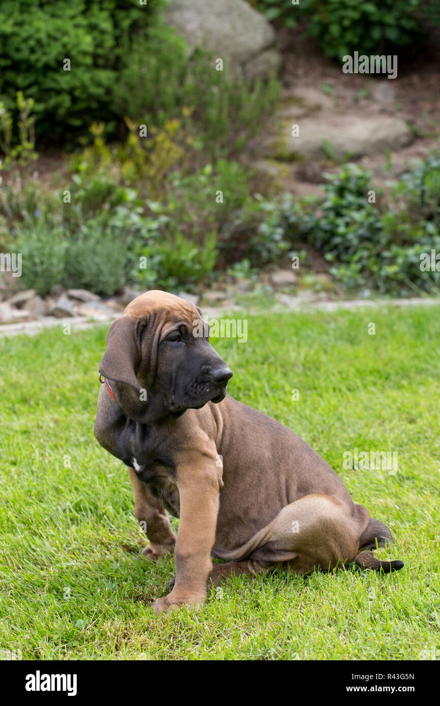 Giovane cucciolo di Fila brasileiro (brasiliano Mastiff Foto stock - Alamy