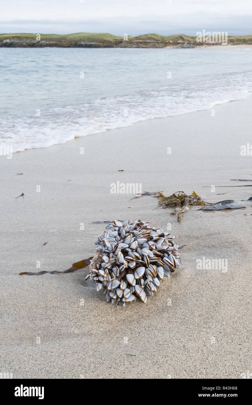 Collo di cigno o oca cirripedi - lepas anatifera - lavato fino sulla spiaggia - Breckon Sands, Yell, Shetland, Scotland, Regno Unito Foto Stock