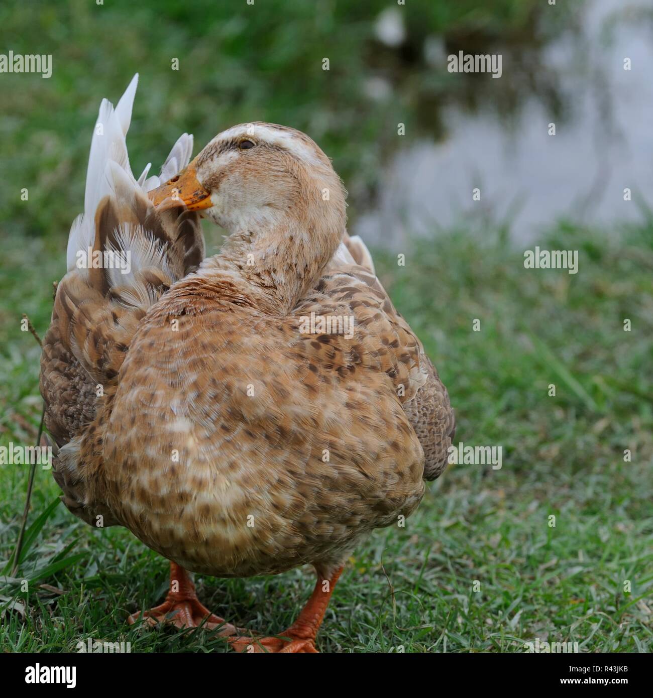 Le anatre e co Foto Stock