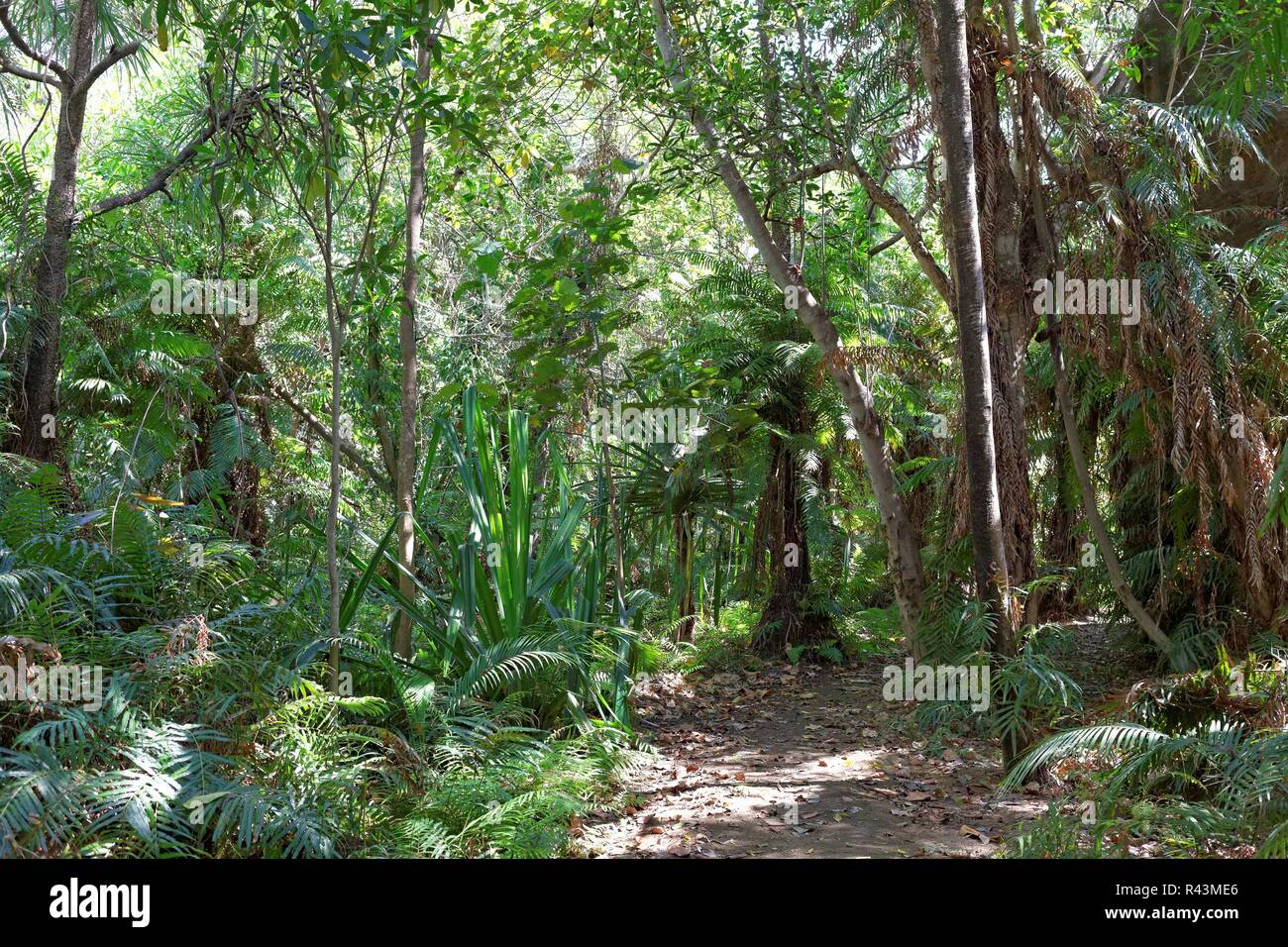 Sentiero al Jardin du Roi,madagascar Foto Stock