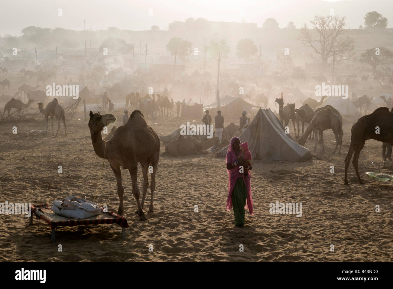 I cammelli e persone la mattina presto di scena a Fiera di Pushkar nel Rajasthan, India Foto Stock