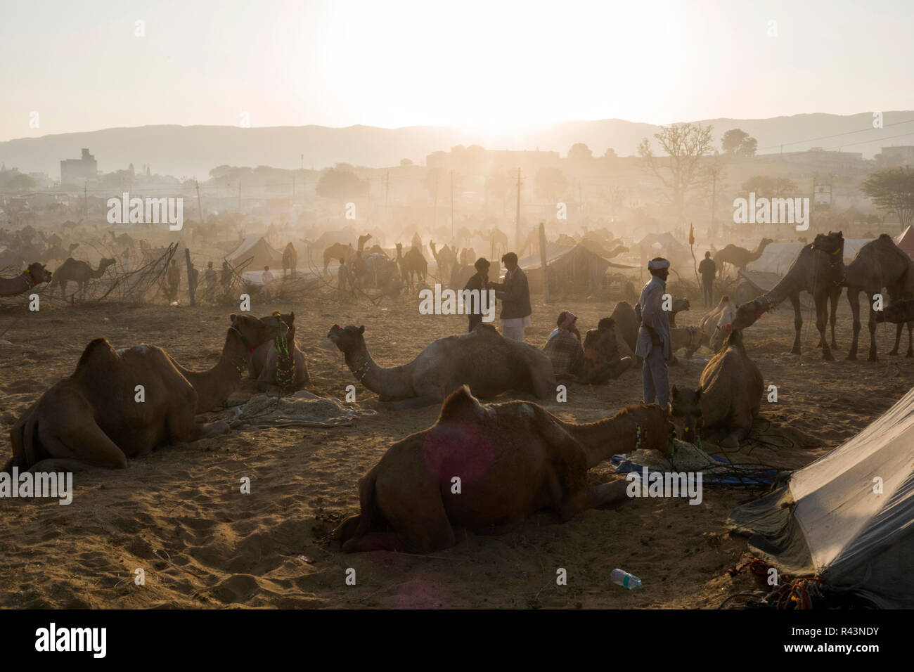 I cammelli e persone la mattina presto di scena a Fiera di Pushkar nel Rajasthan, India Foto Stock