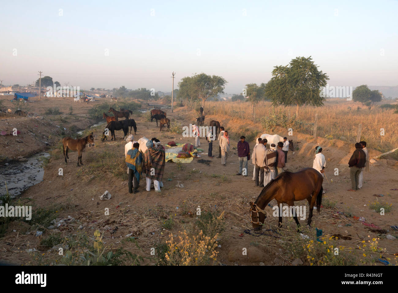 Scena al festival di bestiame Pushkar nel Rajasthan, India Foto Stock