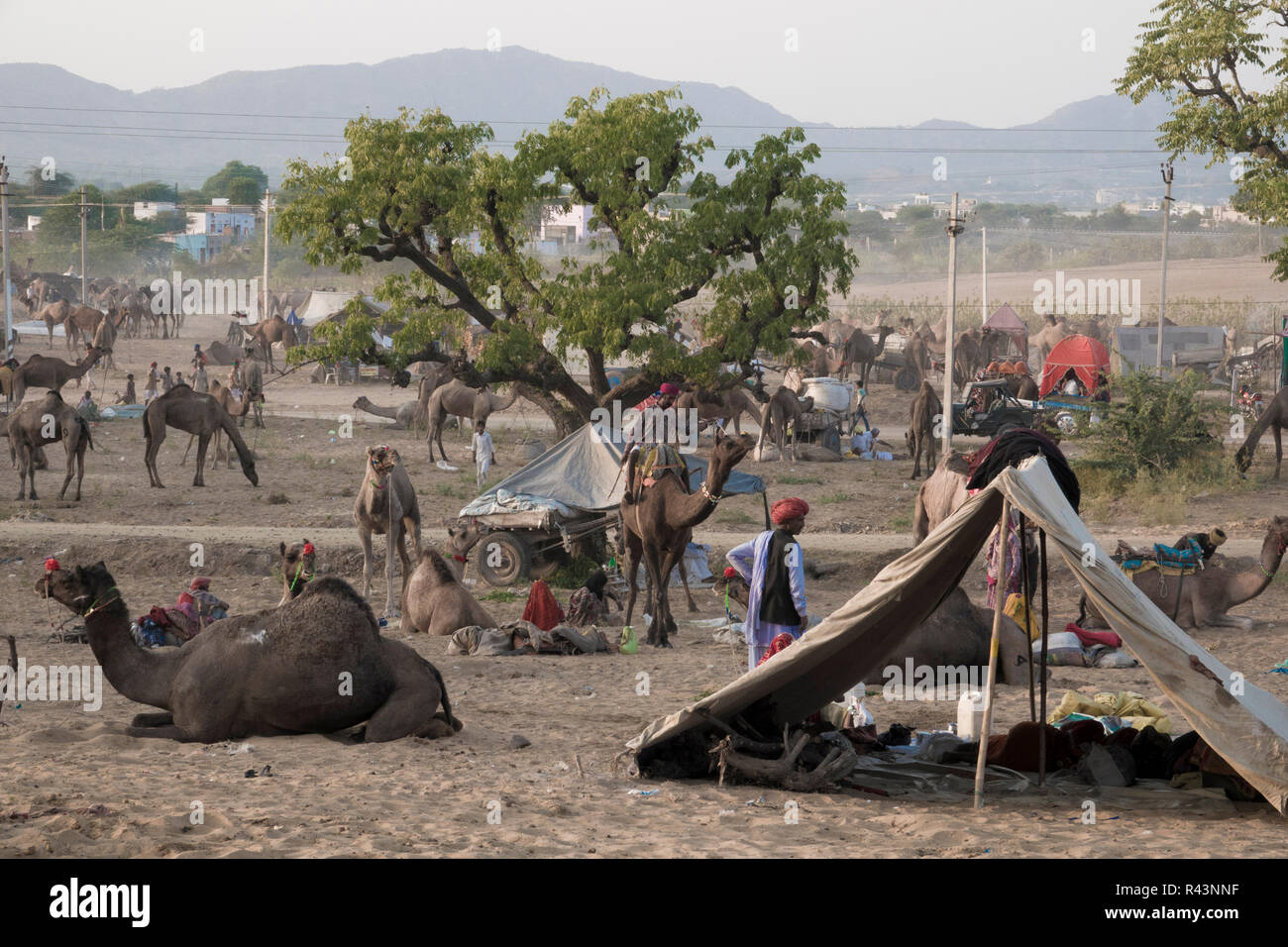 Scena al festival di bestiame Pushkar nel Rajasthan, India Foto Stock