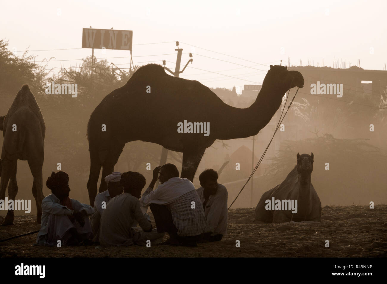 I cammelli e persone la mattina presto di scena a Fiera di Pushkar nel Rajasthan, India Foto Stock