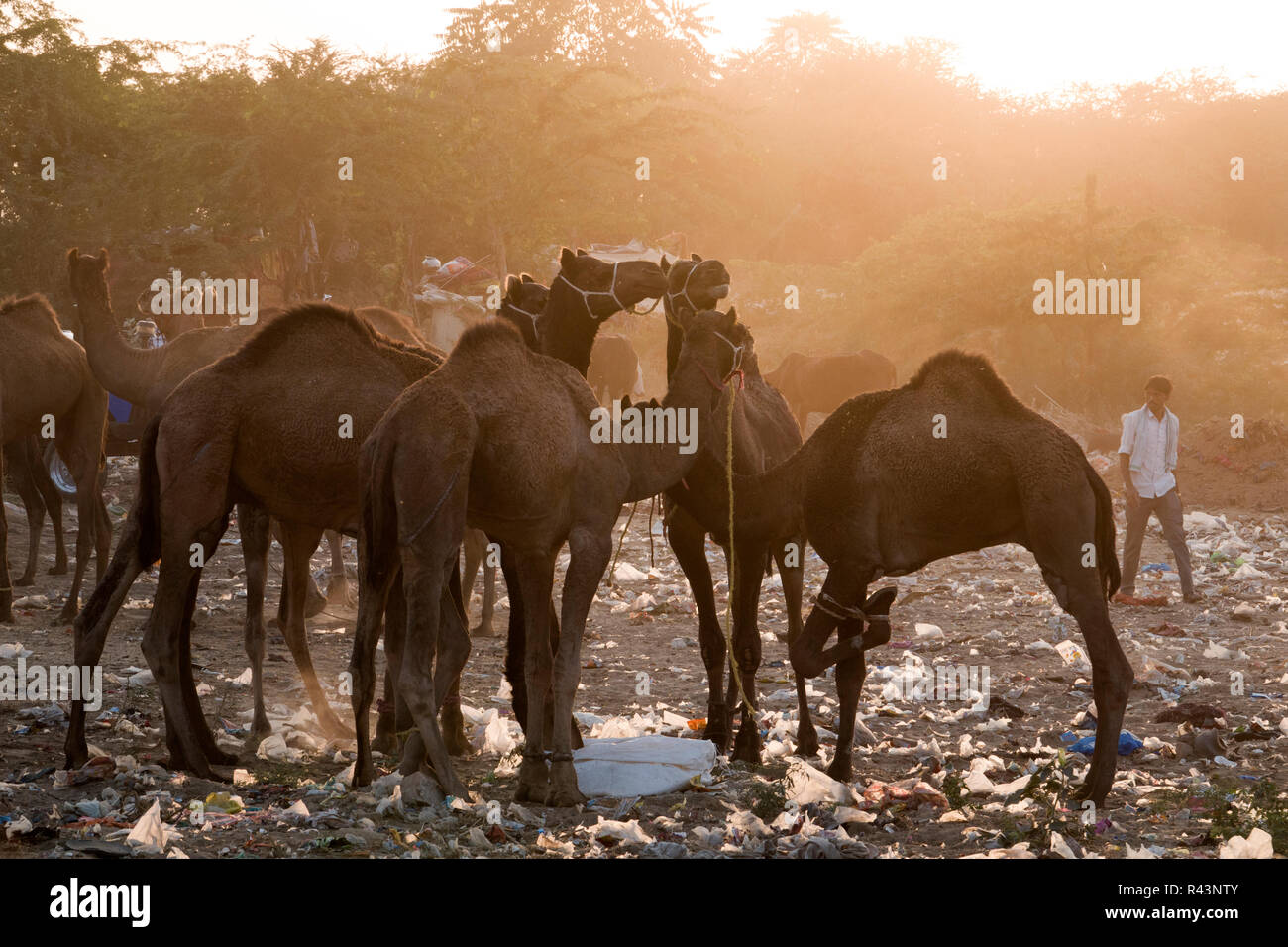 I cammelli e persone la mattina presto di scena a Fiera di Pushkar nel Rajasthan, India Foto Stock