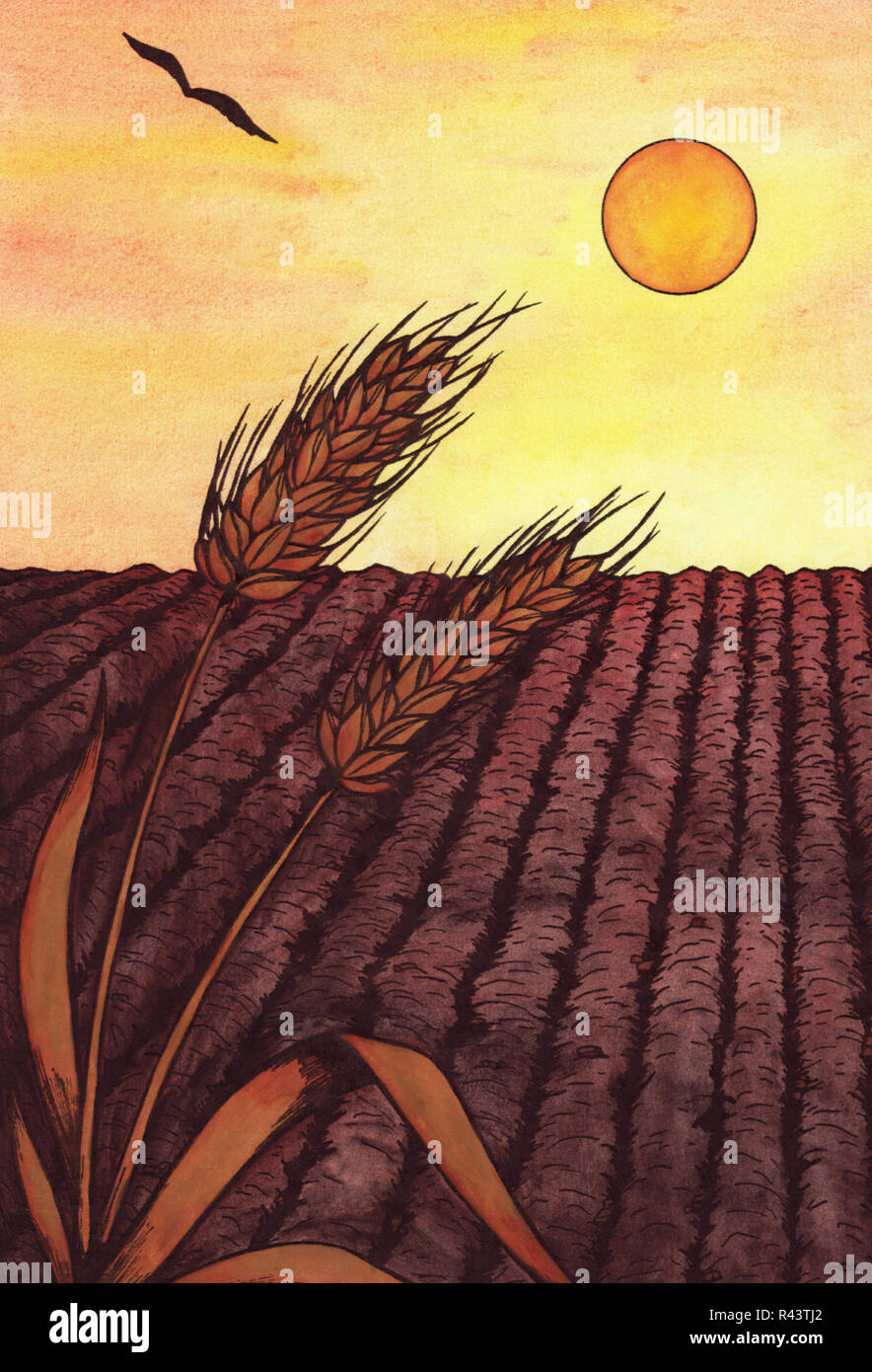 Due spighe di grano su un campo mentre il tramonto Foto Stock