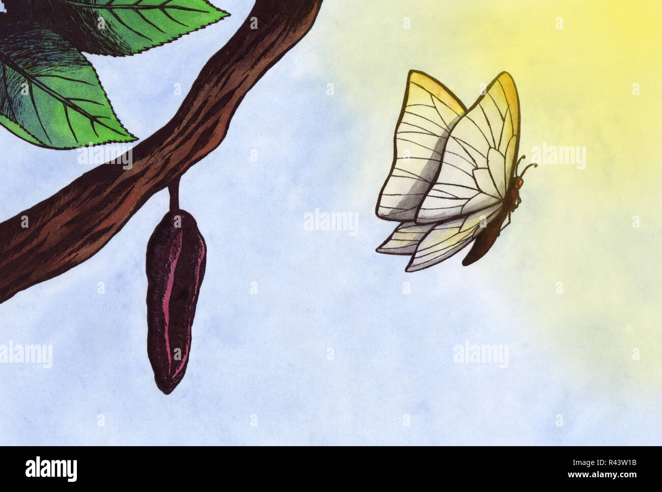 Una farfalla bianca lasciando il suo bozzolo e volare verso la luce Foto Stock