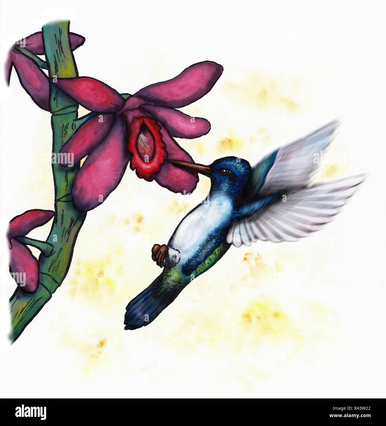 Un verde blu battenti hummingbird e un colore magenta orchid Foto Stock