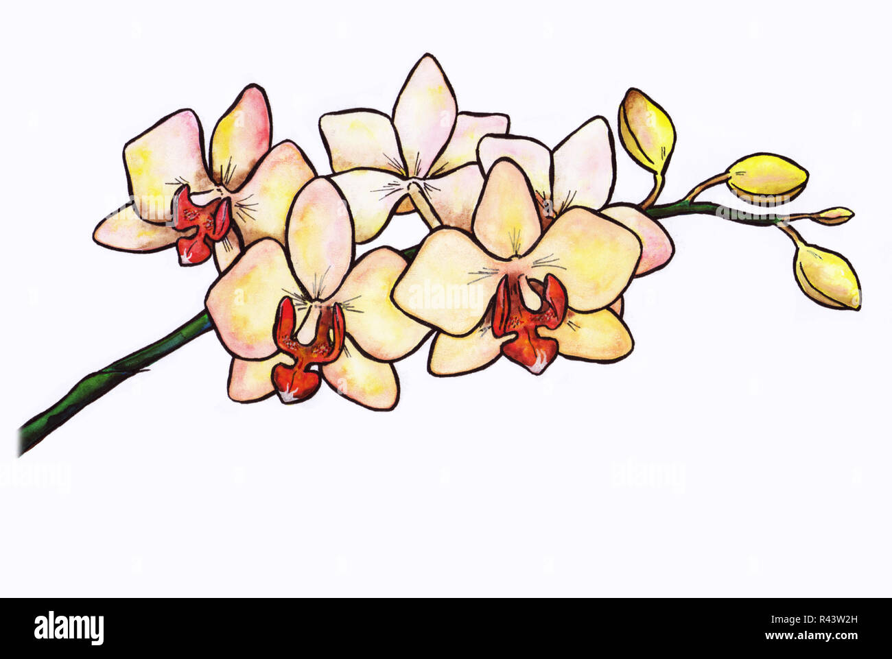 Illustrazione di un orchidea gialla Foto Stock