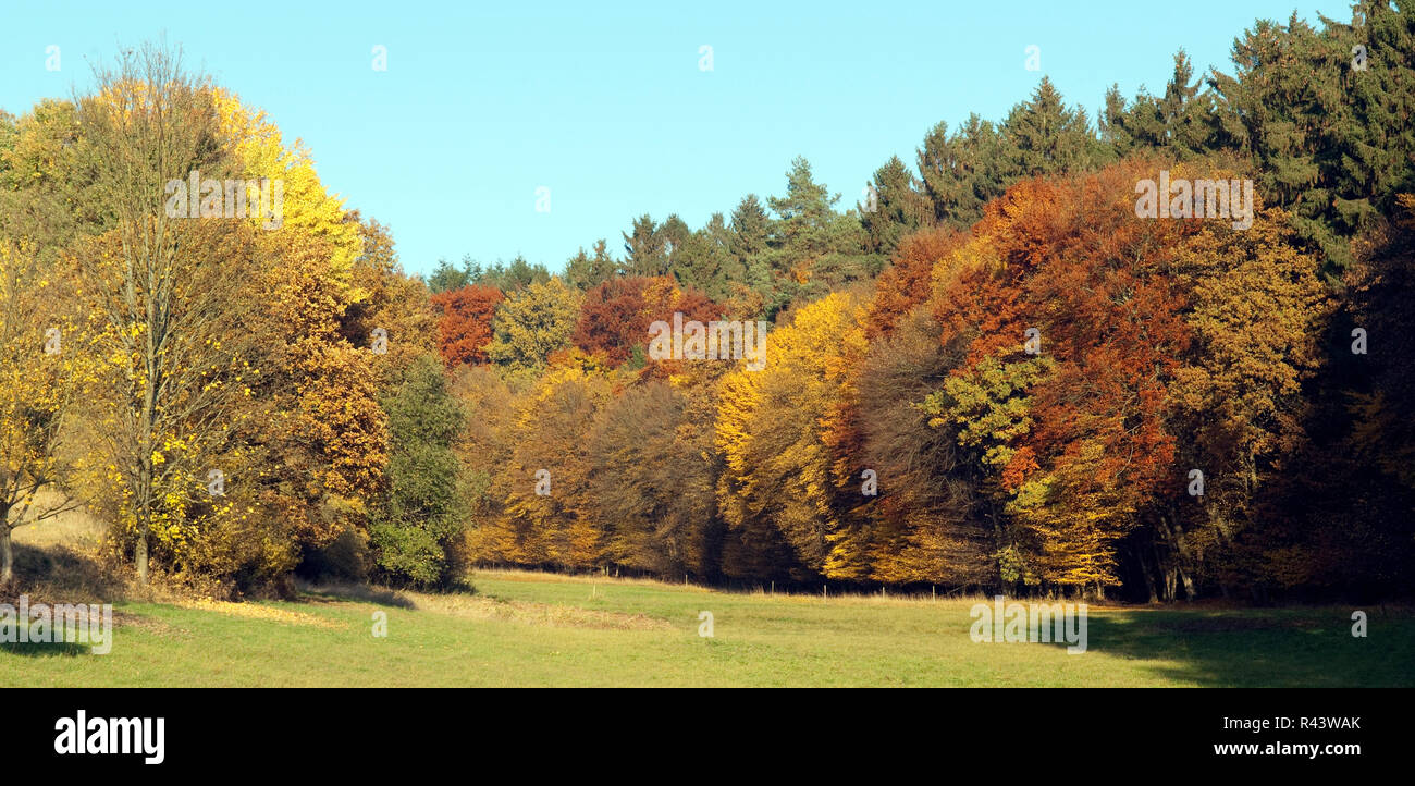 Herbstimpressionen autunno herbstblaetter Foto Stock