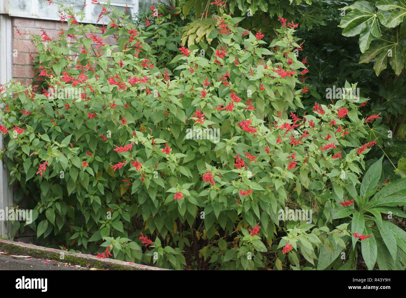 Salvia elegans (Ananas salvia) Foto Stock