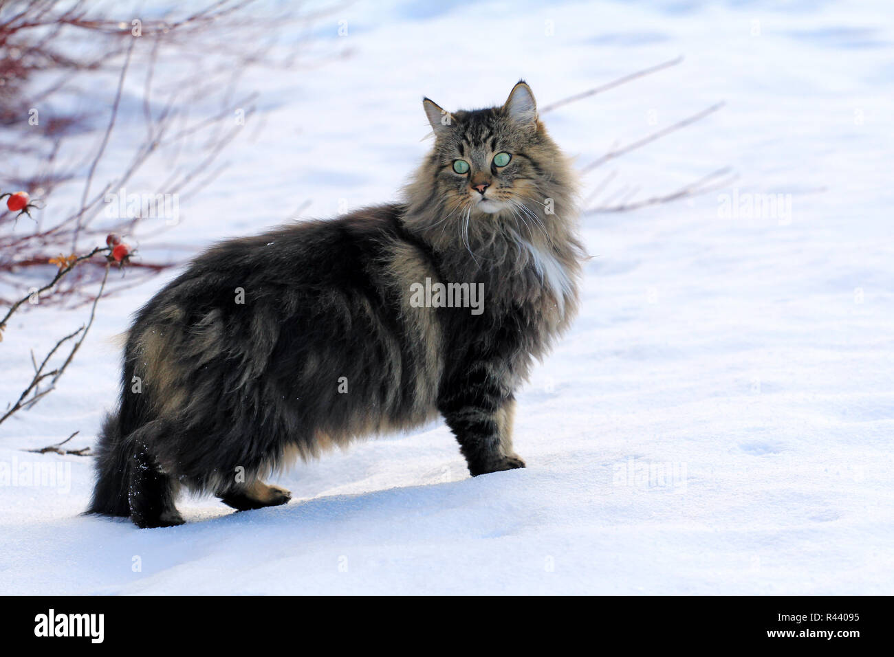 Un grazioso,giovane norvegese delle foreste nella neve Foto Stock