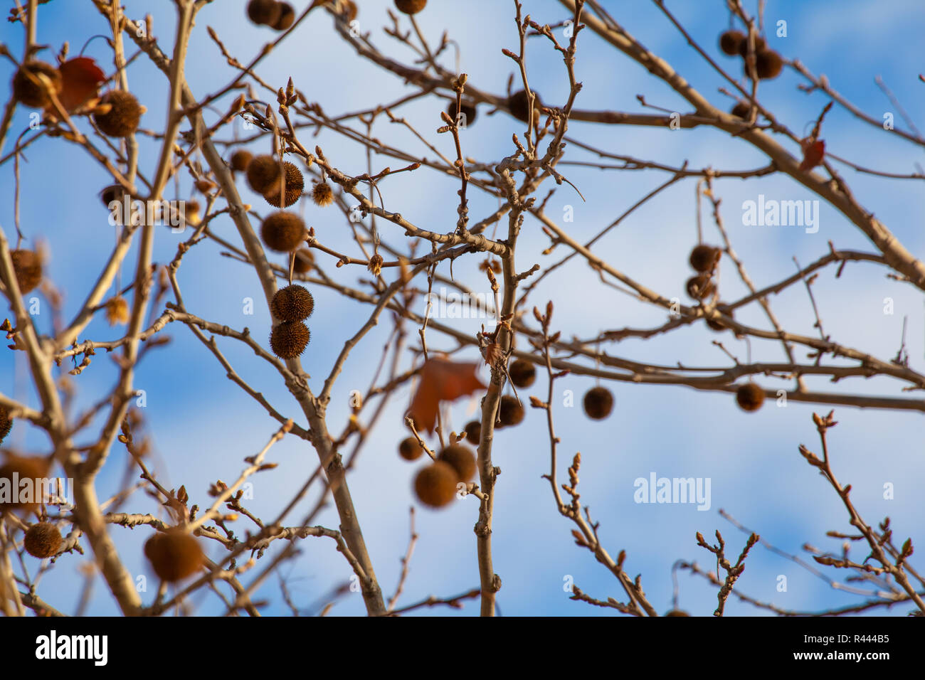Platanus Occidentalis alberi da frutto in inverno Foto Stock