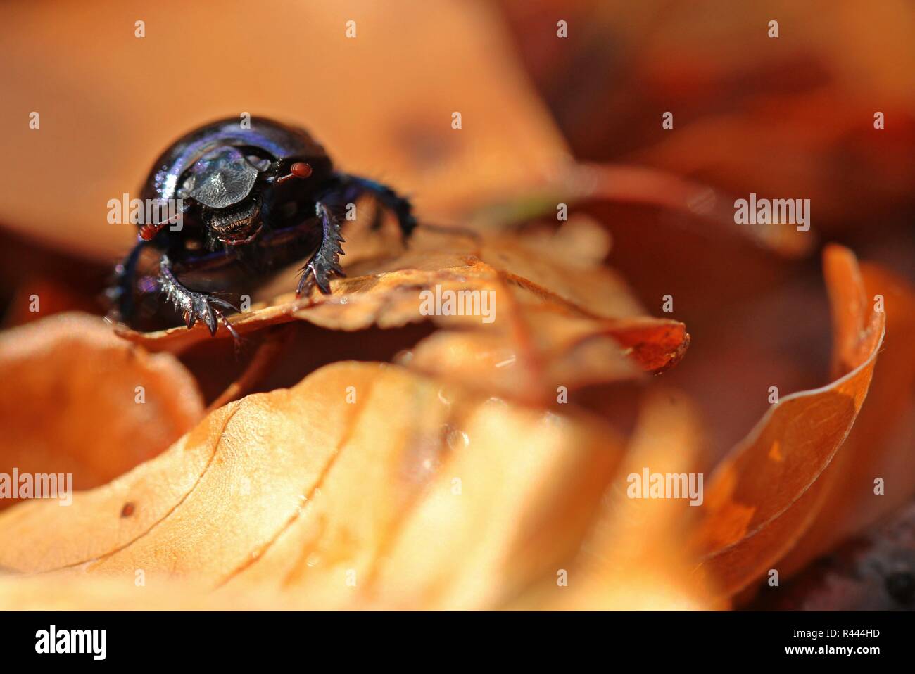 Ritratto di sterco di foresta beetle (anoplotrupes stercorosus) nel fogliame di autunno Foto Stock