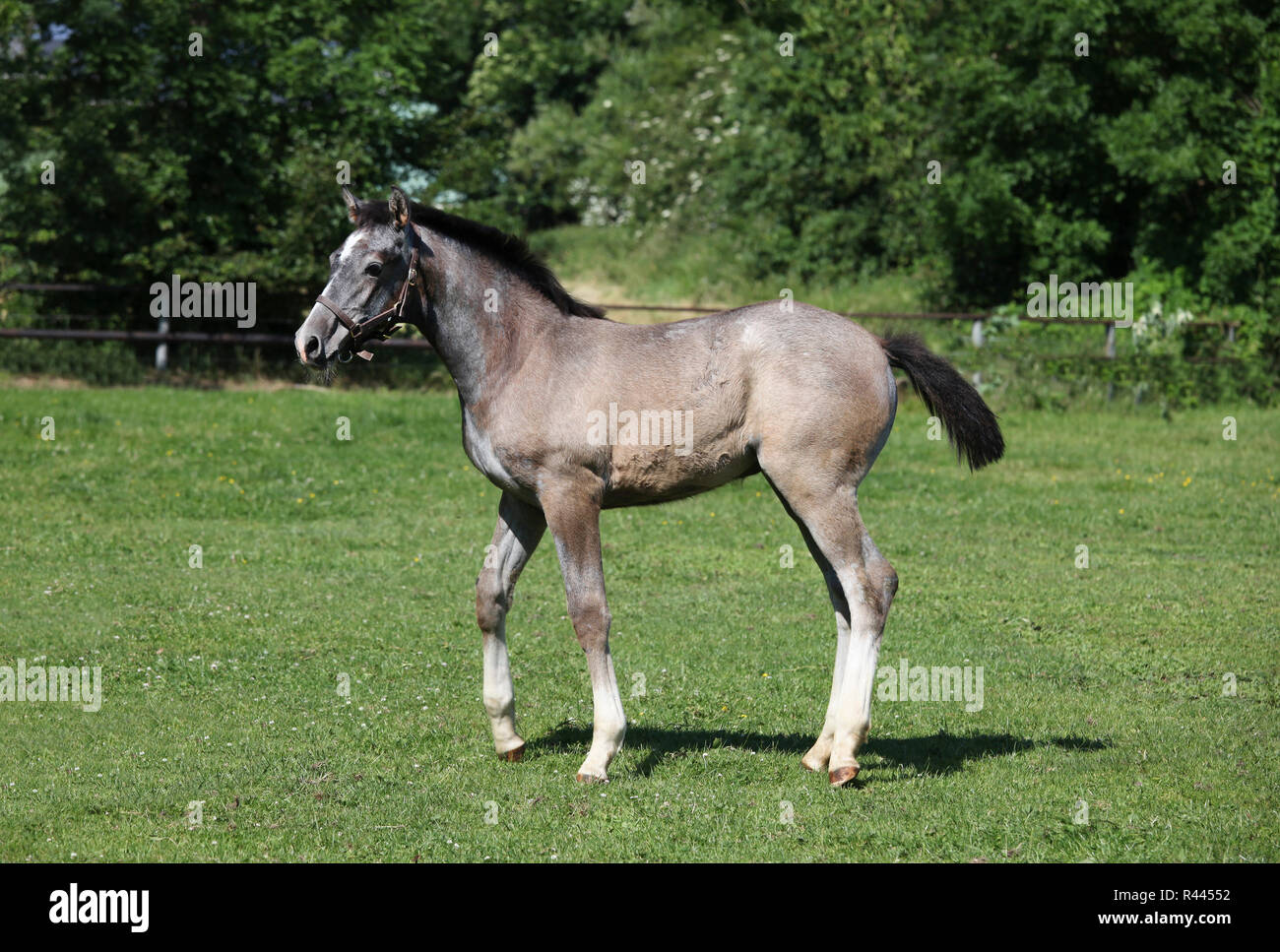 Schimmel puledro halters Foto Stock