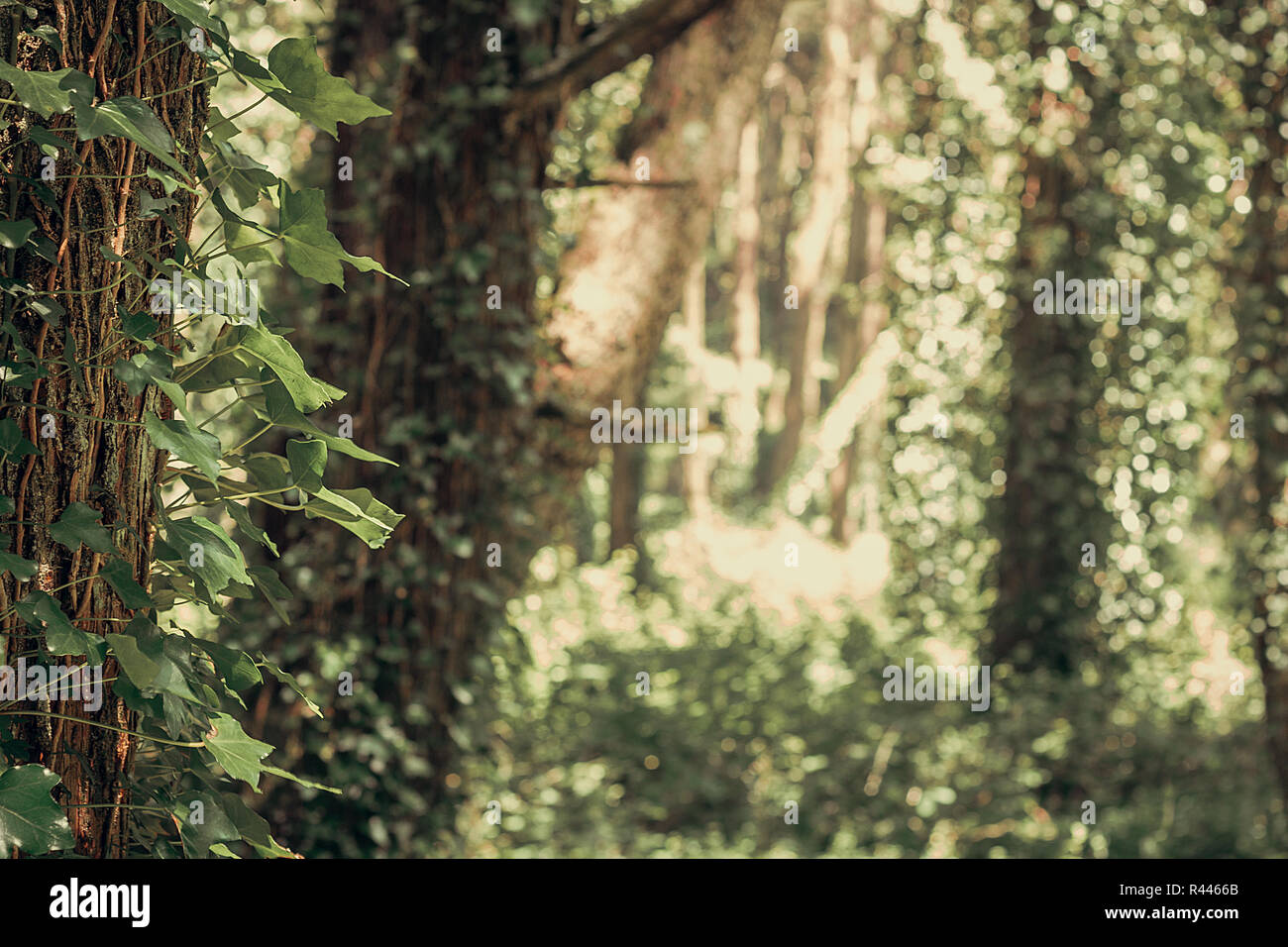 La foresta di Sintra Foto Stock