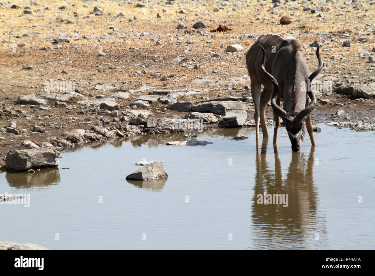 Kudu maggiore di Savannah nel parco Etosha Namibia Foto Stock