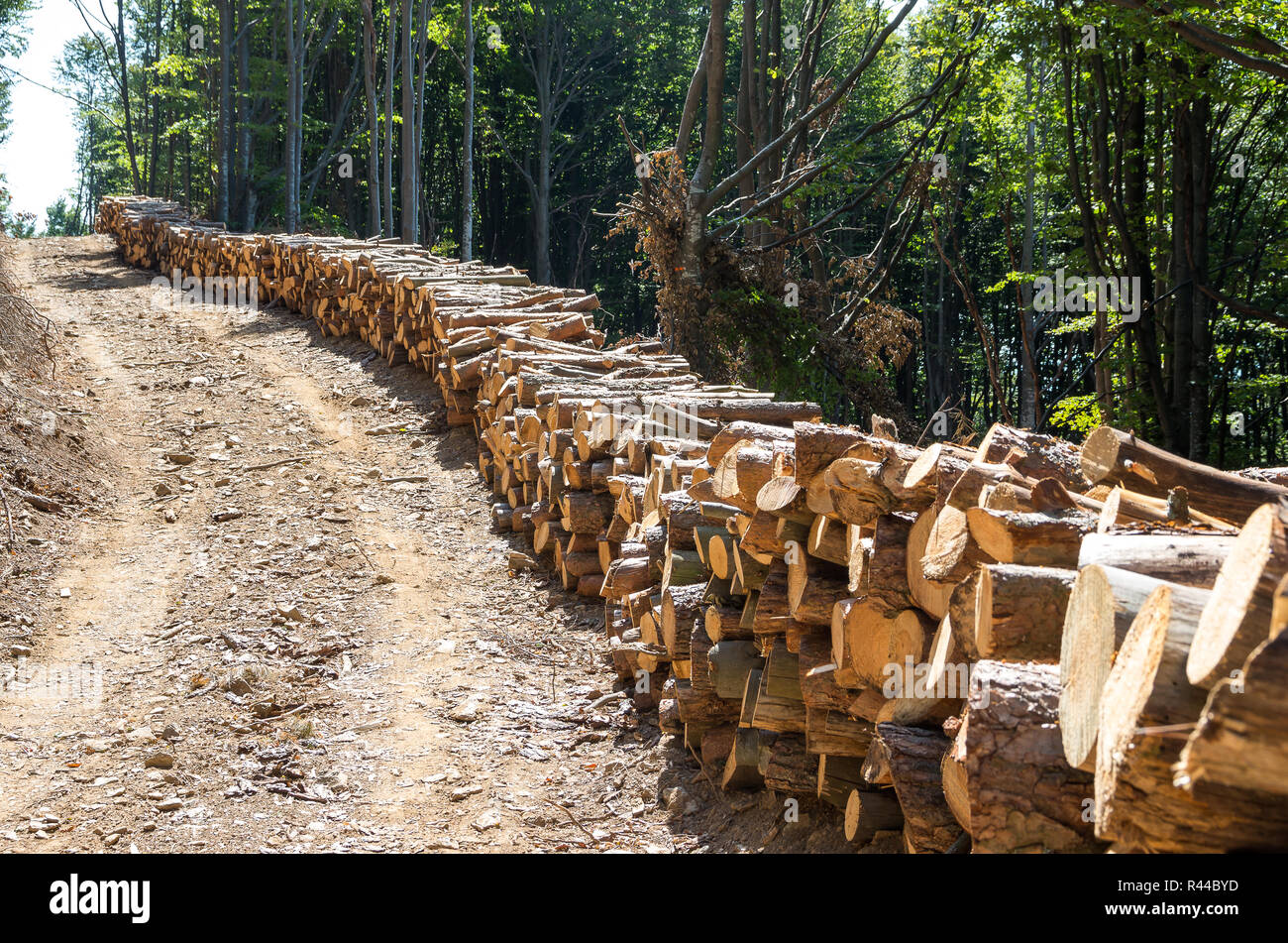 Raccolta di legname. Agricoltura e silvicoltura tema. Foto Stock