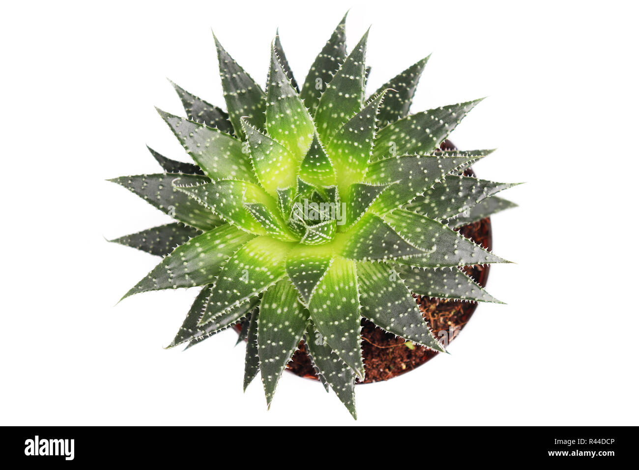 Aloe piante grasse nel recipiente isolato su sfondo bianco, vista dall'alto Foto Stock