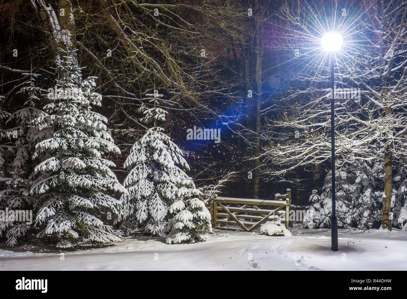 Neve sugli alberi Foto Stock