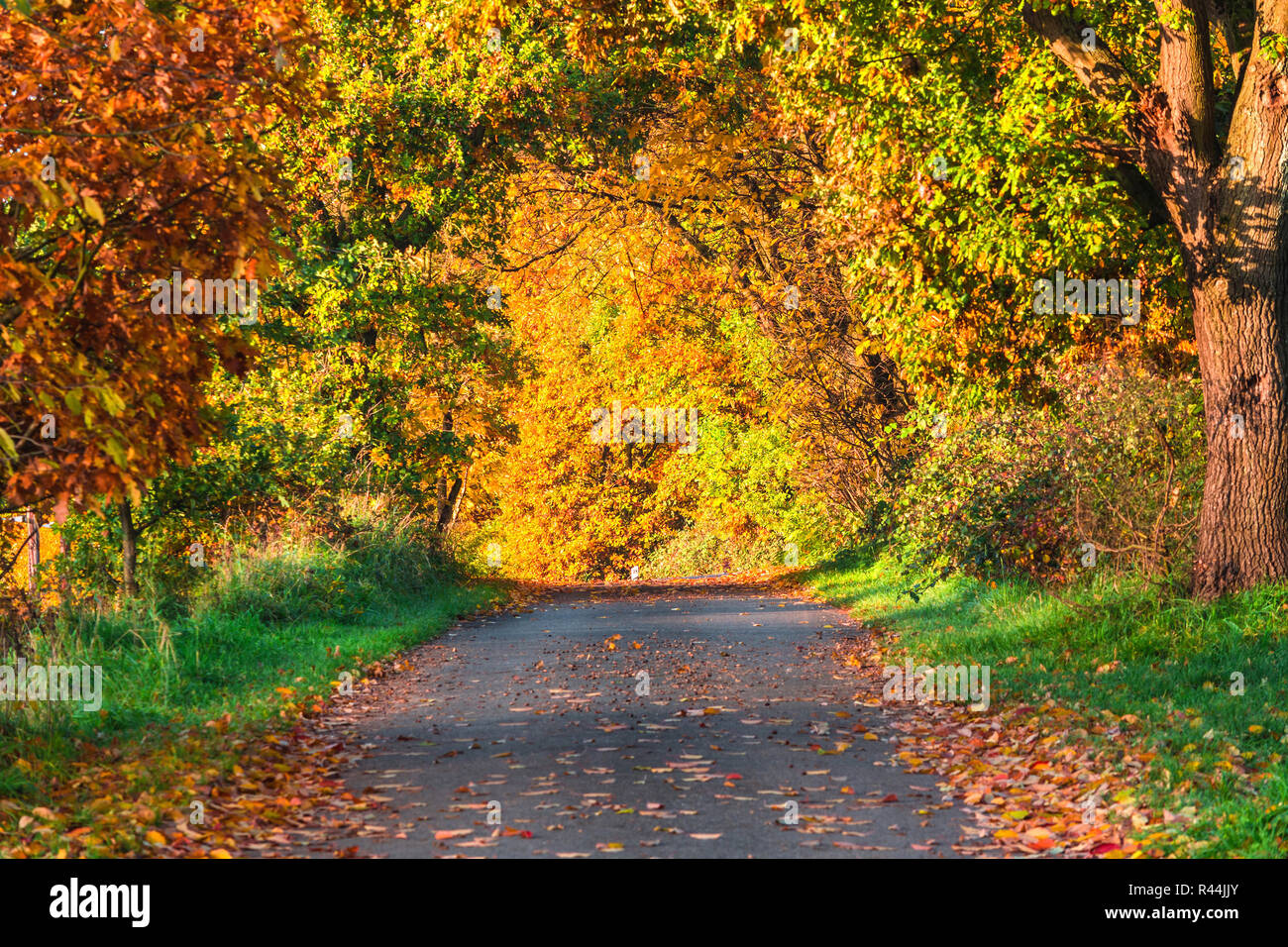 Strada di campagna in autunno Foto Stock