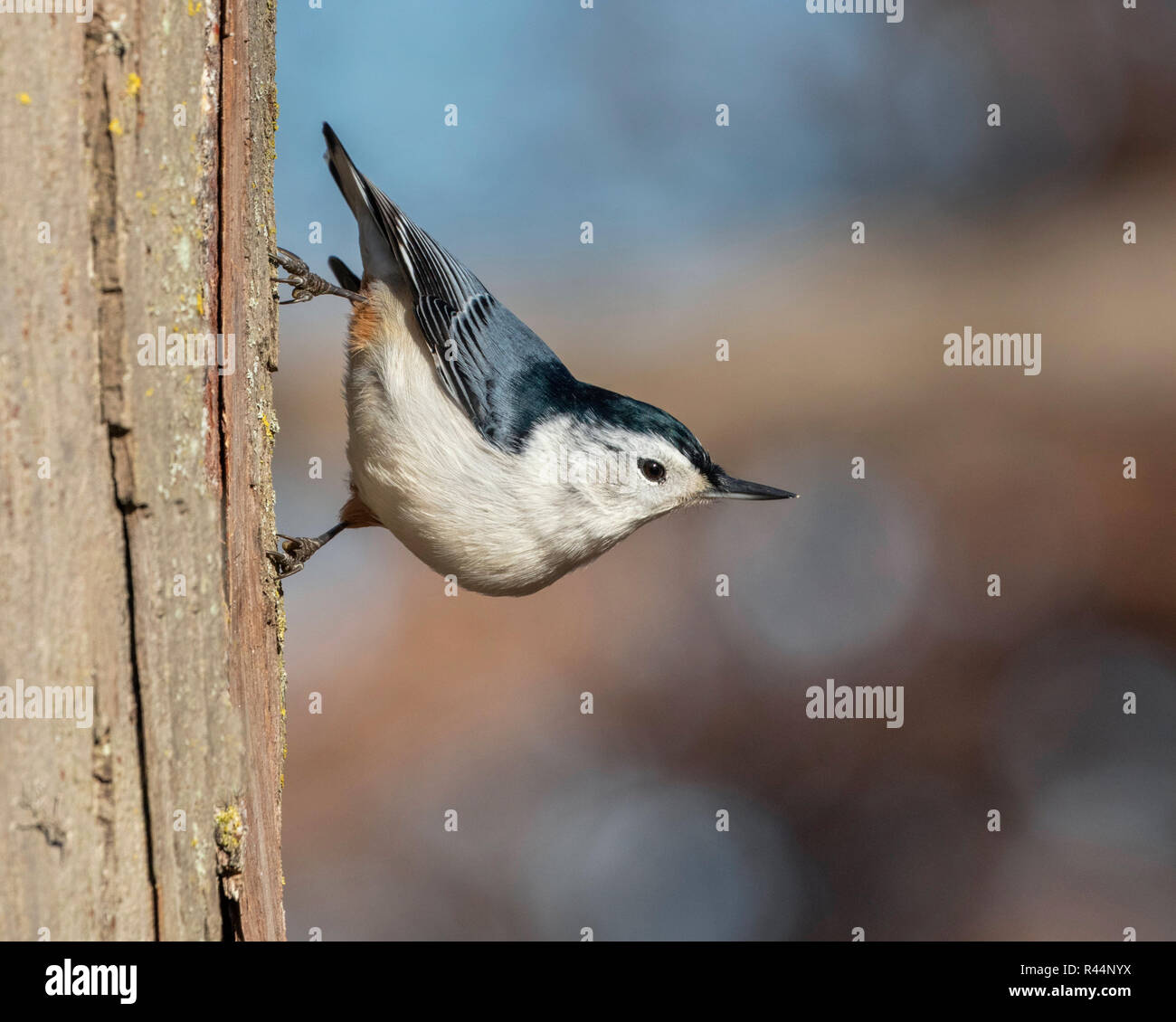 Bianco-breasted picchio muratore (Sitta carolinensis) alimentazione su un tronco di albero, Iowa, USA. Foto Stock