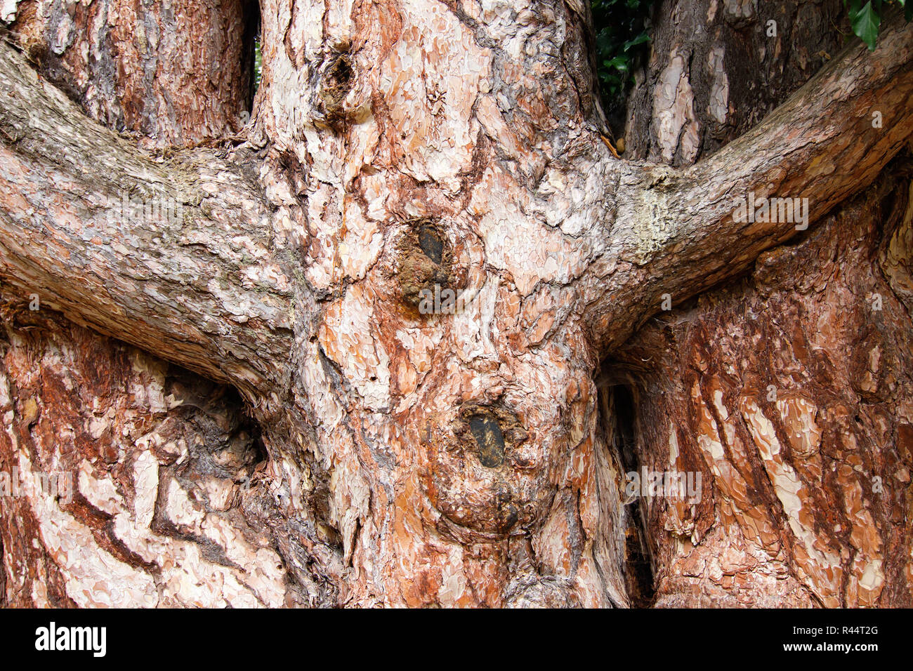 I rami degli alberi a forma di croce Foto stock - Alamy