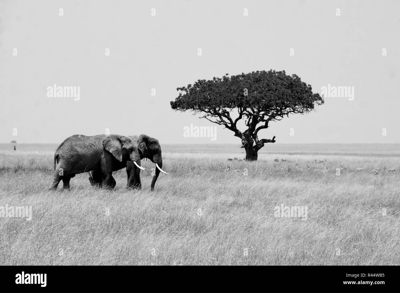 Due elefanti a piedi attraverso le pianure del Serengeti davanti a lone acacia Foto Stock