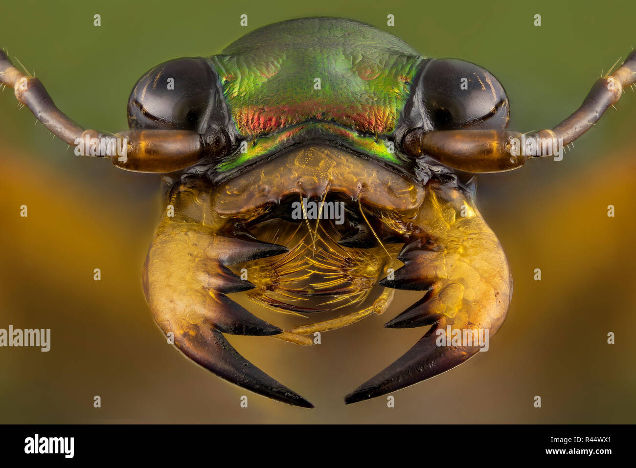 Tiger beetle - Cicindelinae Foto Stock