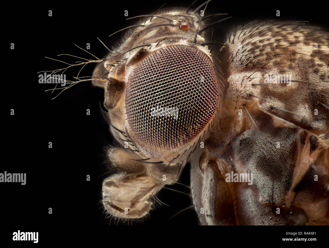 Mosca della frutta - Drosophila melanogaster Foto Stock