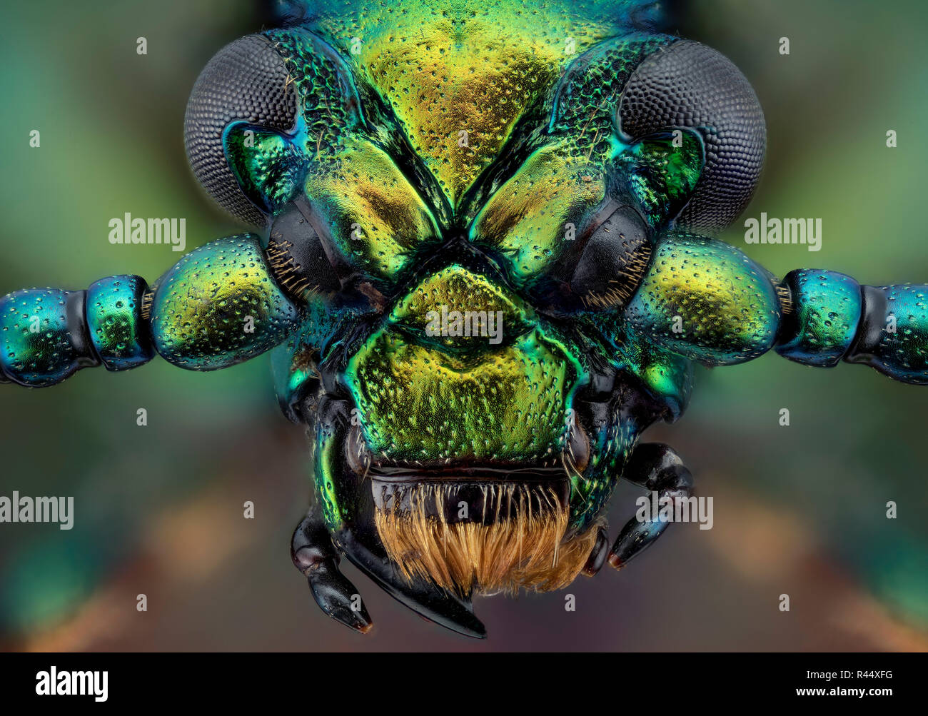 Frog-coleottero zampe - Sagra Foto Stock