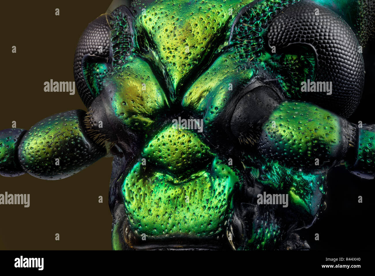 Frog-coleottero zampe - Sagra Foto Stock