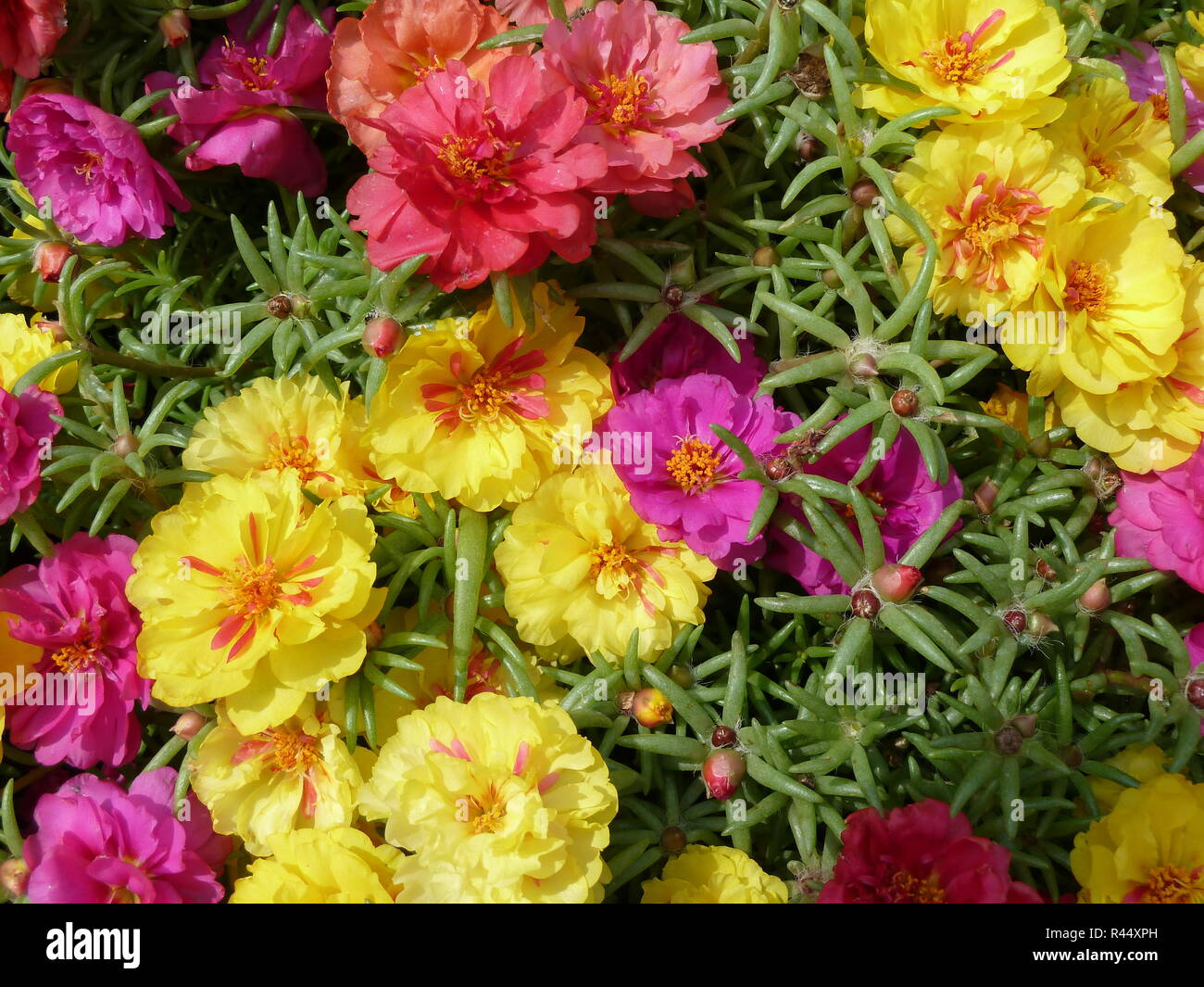 Portulaca grandiflora in primavera Foto Stock
