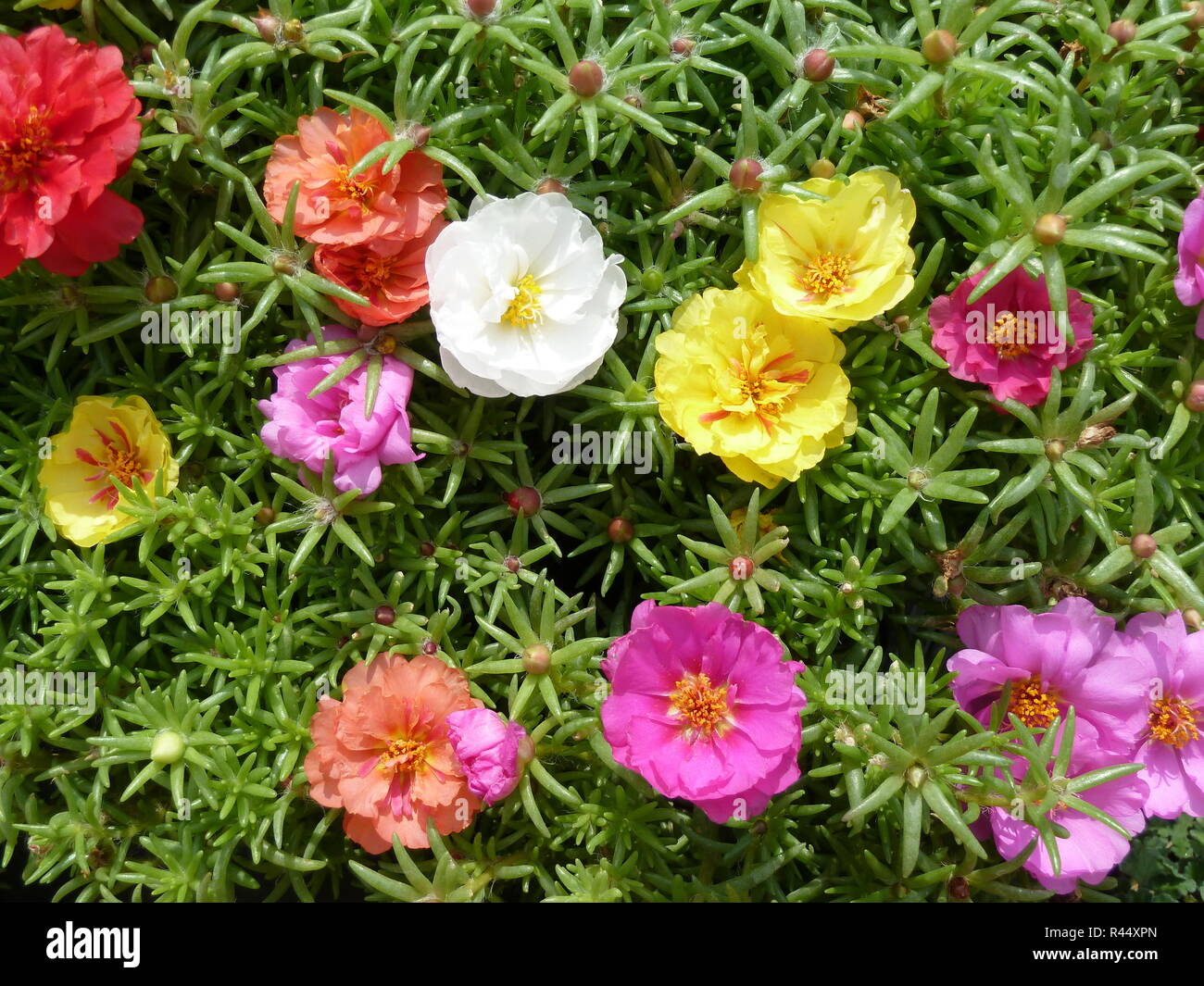 Portulaca grandiflora in primavera Foto Stock