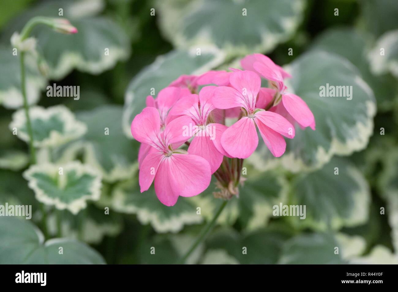 Pelargonium " petali di fiore". Foto Stock