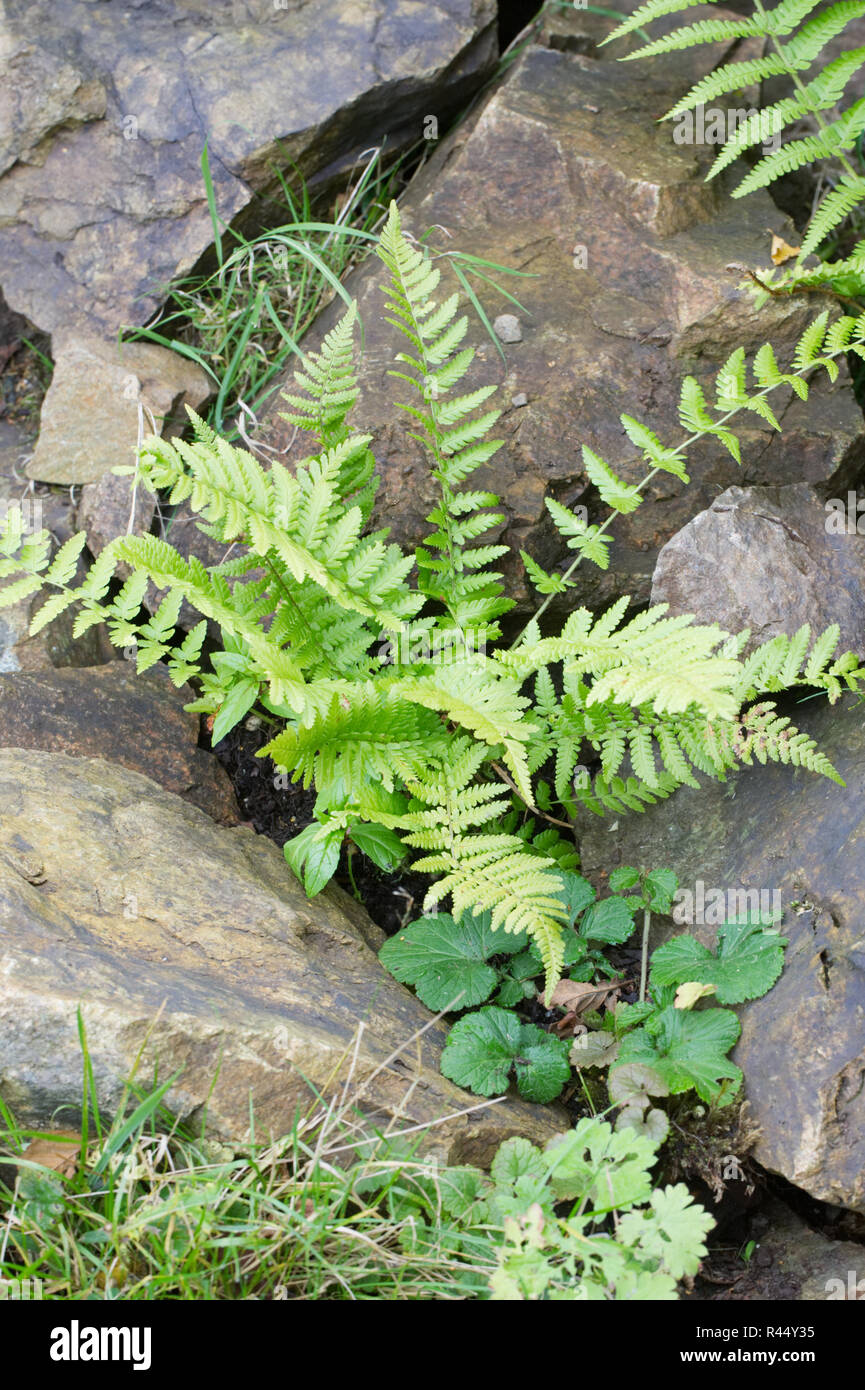 Matteuccia struthiopteris. Ostrich fern self seminate fra le rocce nel giardino. Foto Stock