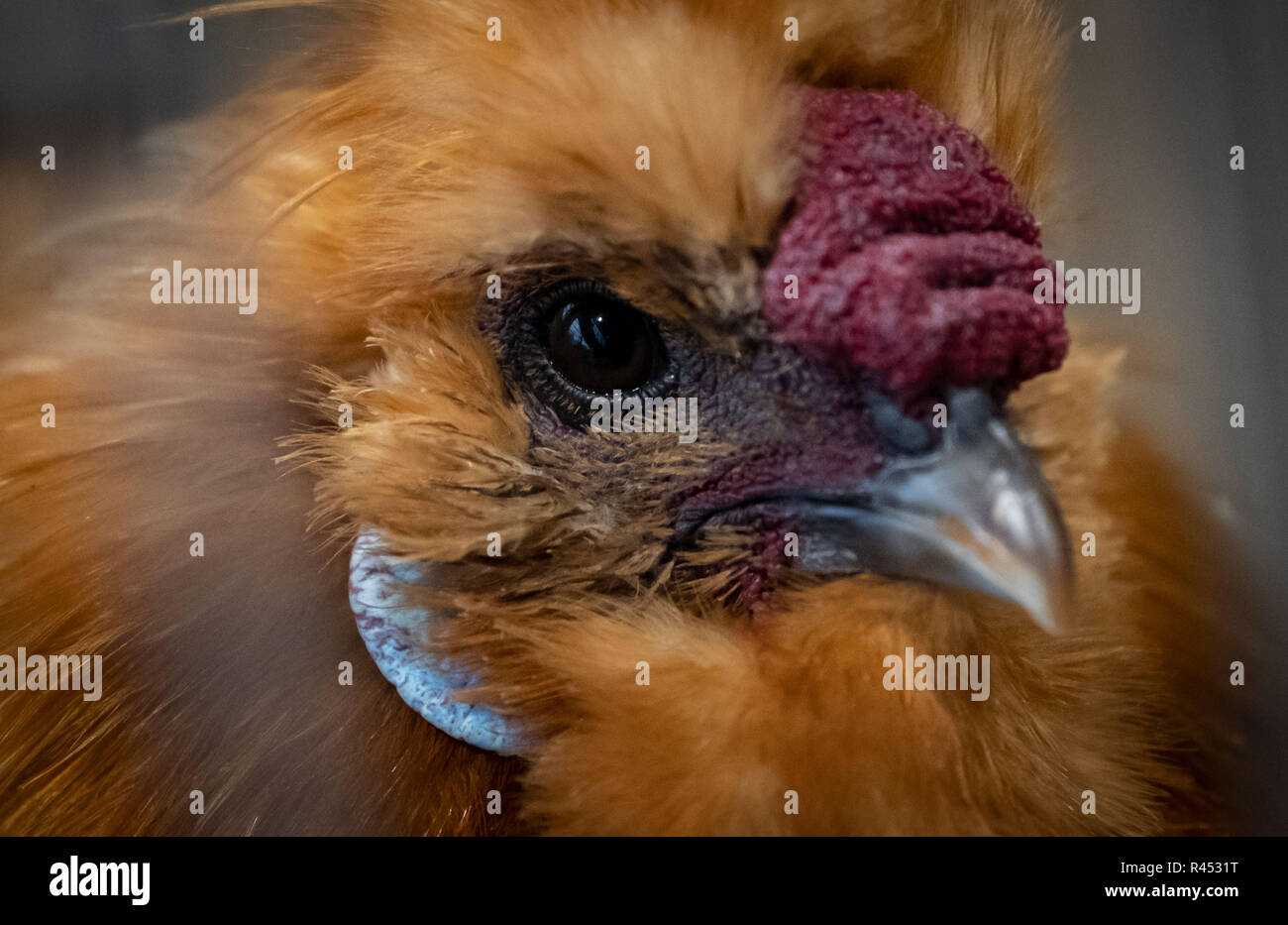 Hannover, Germania. 25 Nov, 2018. Una gallina di razza "seta il pollo con la barba, giallo' può essere visto in una gabbia a il giovane tedesco Pollame mostra di Hannover. Circa 2000 espositori mostrano il pedigree di polli, polli nani, pedigree piccioni, oche e anatre, tacchini e pollame ornamentale. Credito: Peter Steffen/dpa/Alamy Live News Foto Stock