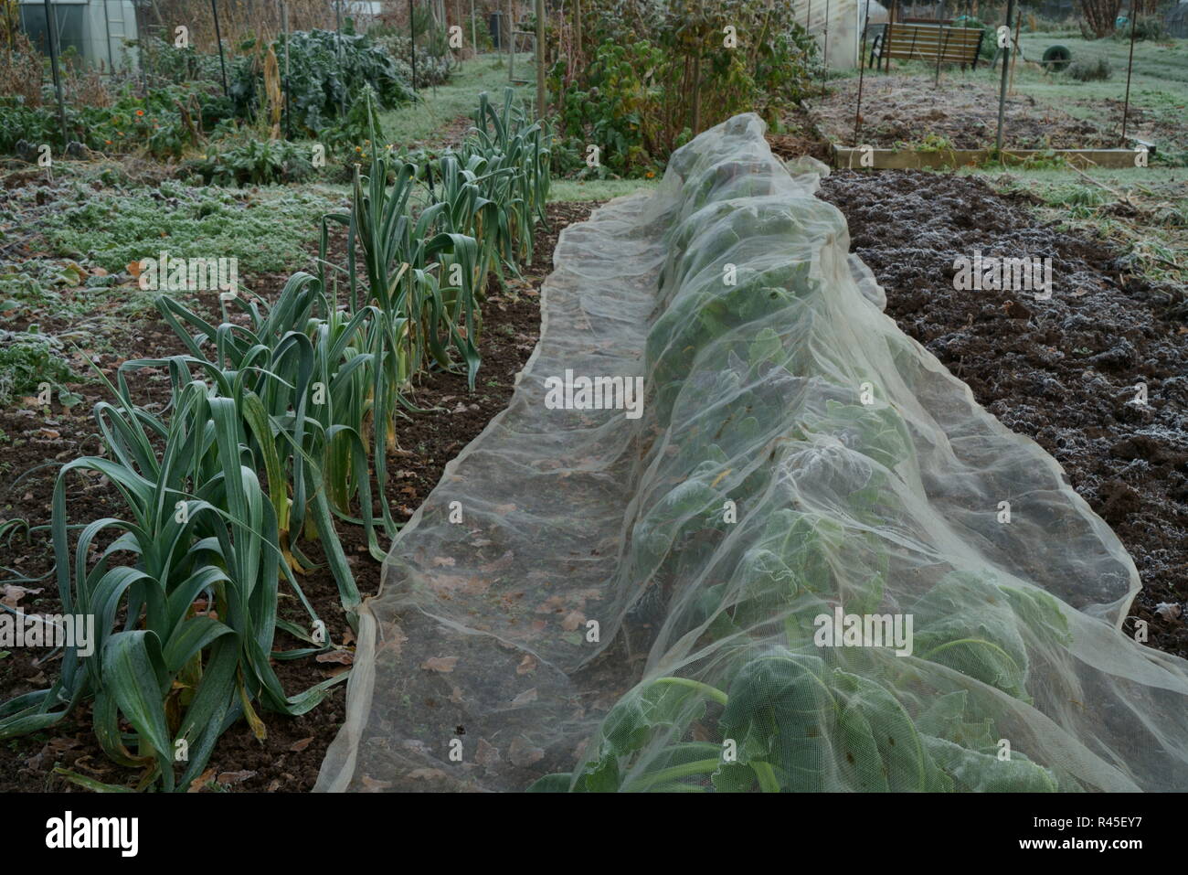 Enviromesh crop protection la copertura di una fila di bietole su un riparto Foto Stock