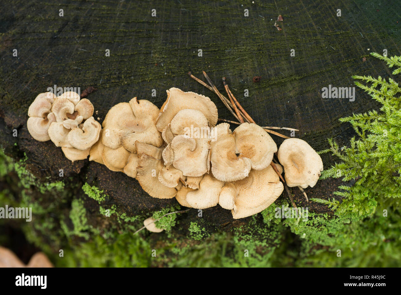 Il beige heterotroph funghi sul ceppo di albero macro Foto Stock